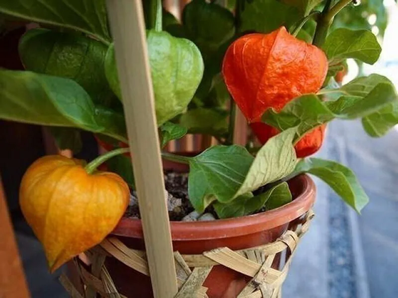 Hozuki lantern fruit