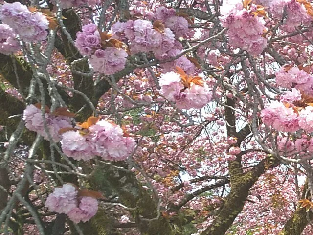 Close view of Kanzan blossoms at Ikaho Green Ranch