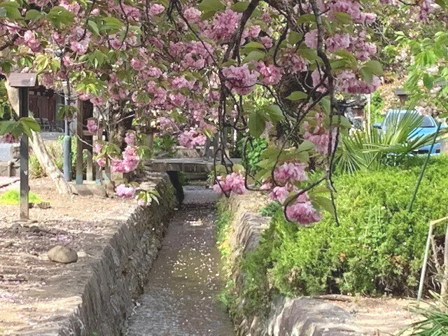 Yaezakura over a stone waterway at Shirai-juku