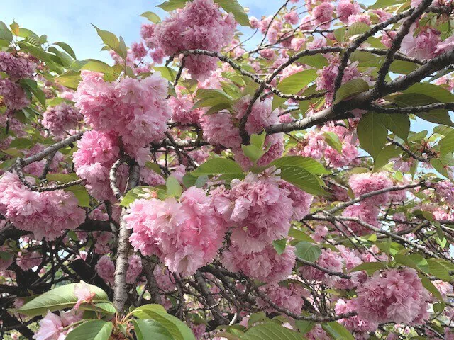 Pink yaezakura at Shirai-juku