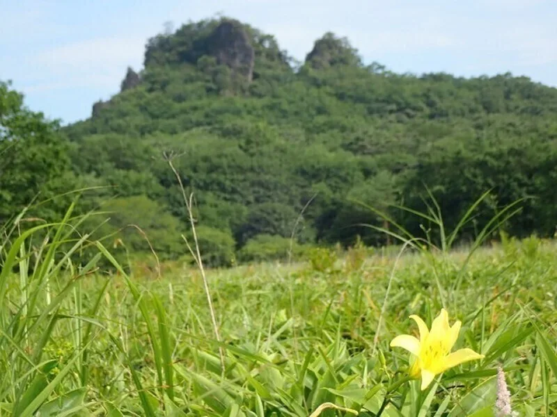 Yusuge blooming in a meadow near a wooded hill